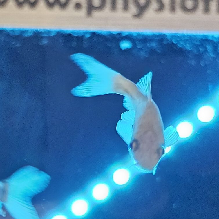 FishSpa